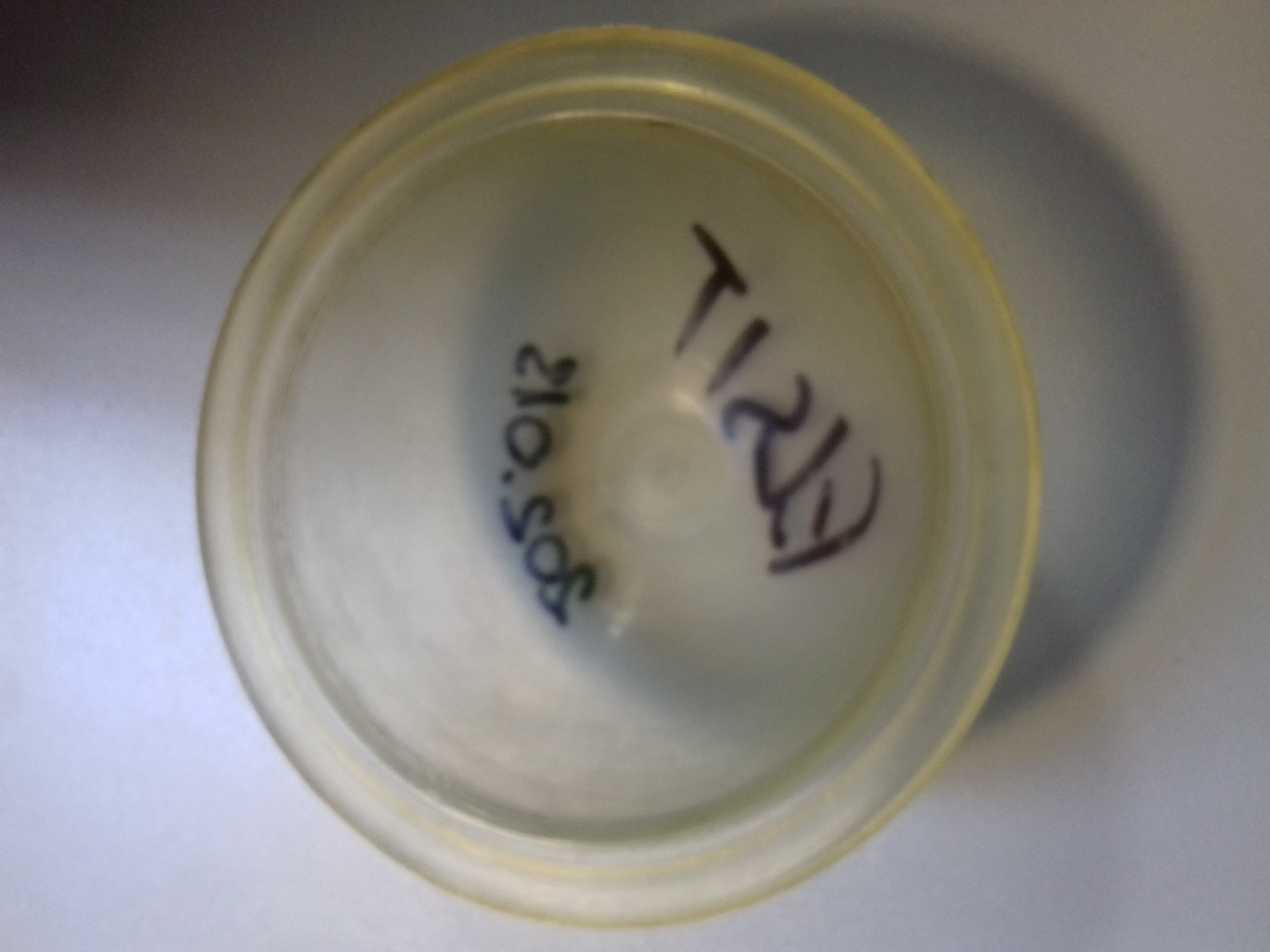 SEMICAMERA 202.013 IMOVILLI